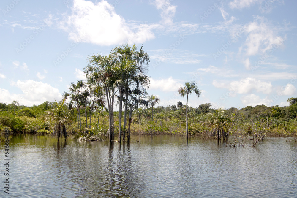 Trees in Lago Verde