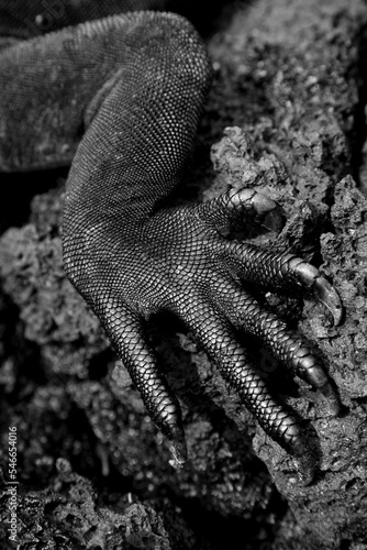 The claw of a marine iguana, amblyrhynchus criastus, stands out against a lava rock on Santa Cruz Island in the Galapagos, Ecuad photo