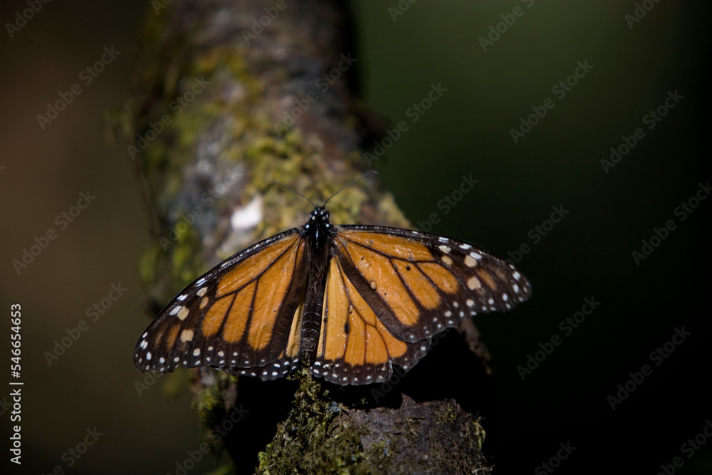 A Monarch butterfly (Danaus plexippus) perchs in Cerro Pelon Sanctuary for monarch butterflies near Capulin village in Mexico State, Mexico A Monarch butterfly (Danaus plexippus) perchs in Cerro Pelon Sanctuary for monarch butterflies near Capulin village in Mexico State, Mexico