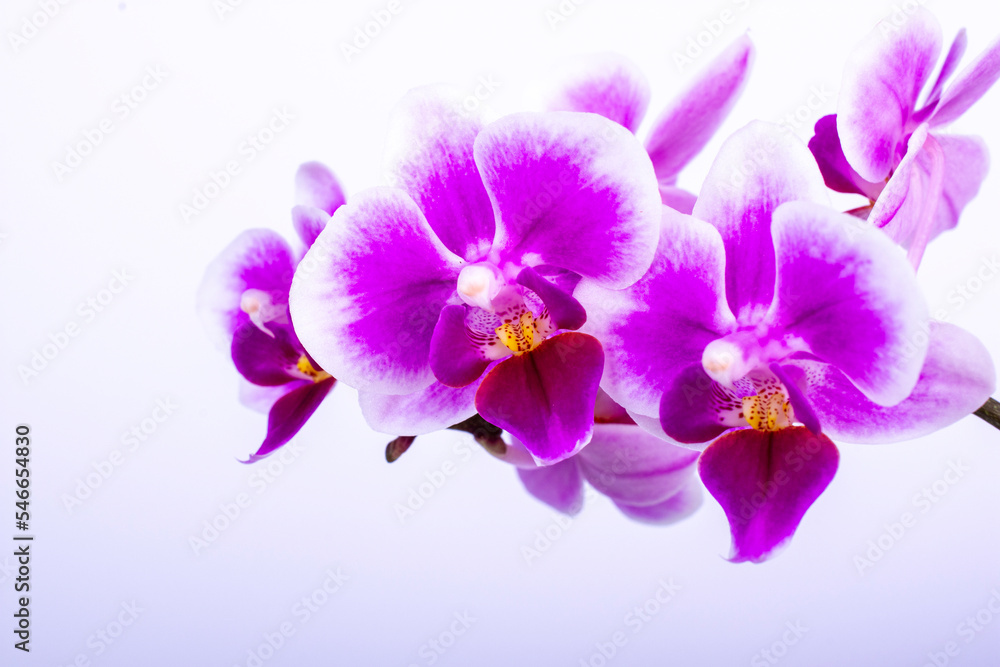 Beautiful purple Phalaenopsis orchid flowers, isolated on white background	