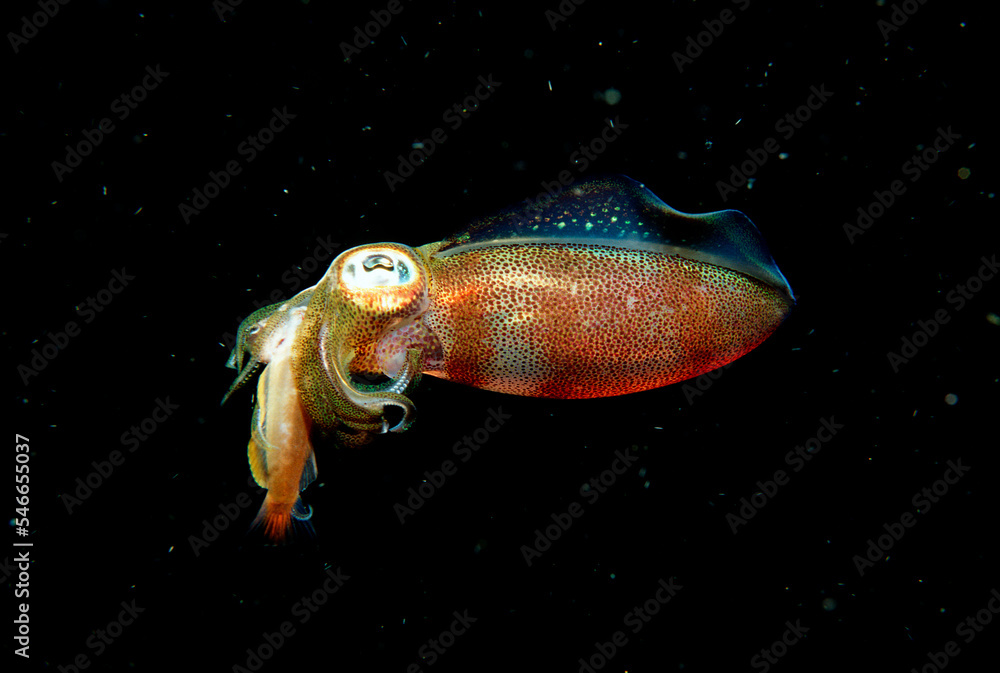 squid eats fish, Sepioteuthis lessoniana, Burma, Myanmar, Birma, Indian