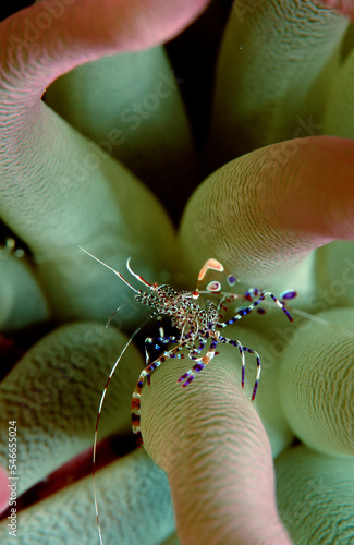 shrimp in anemone, Periclimenes yucatanicus, Bahamas, Caribbean Sea, Grand Bahama photo