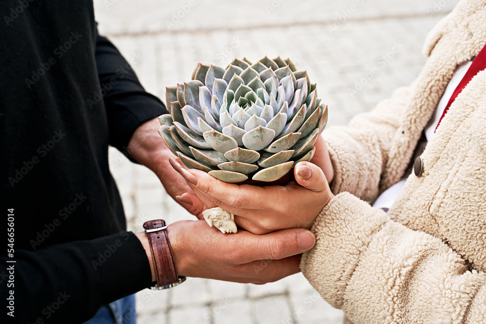 Man and woman holding a purple sempervivum succulent plant