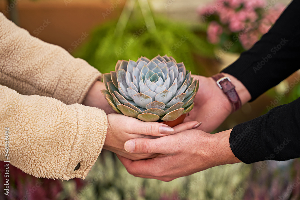 Man and woman holding a purple sempervivum succulent plant