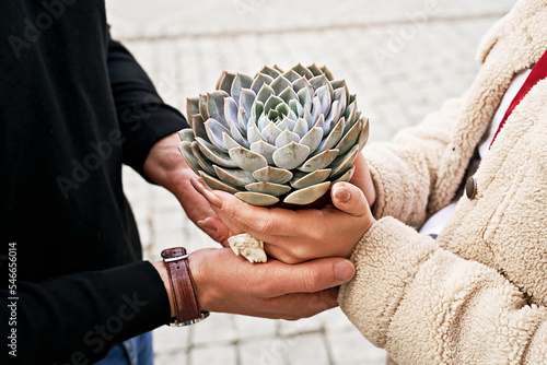 Obraz na płótnie Man and woman holding a purple sempervivum succulent plant w salonie