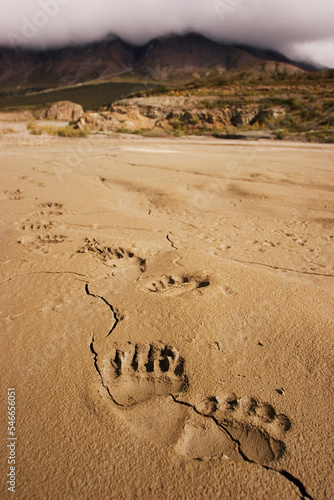 Grizzly bear paw prints in mud near the Donjek Glacier, Kluane National Park, Yukon Territory. photo