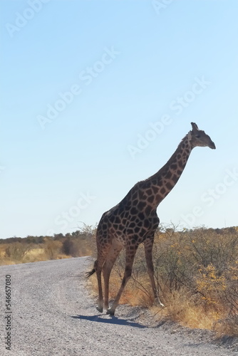 Giraffe on the road