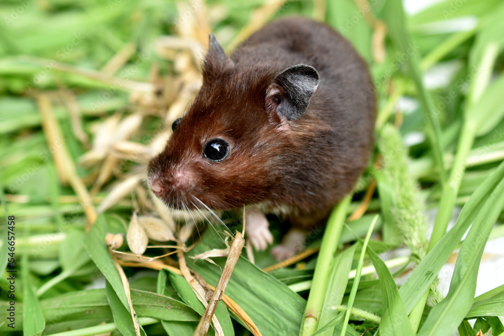 The hamster is sitting on the green grass. The hamster is sitting on the green grass.
