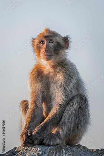 Vertical shot of a barbary macaque in a park photo