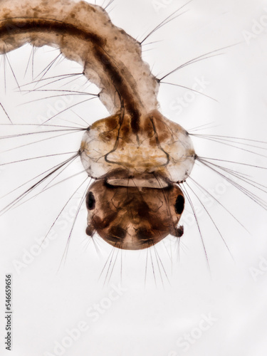 Mikroskopfoto vom Kopf einer Stechmückenlarve auf weißem Hintergrund, Culex