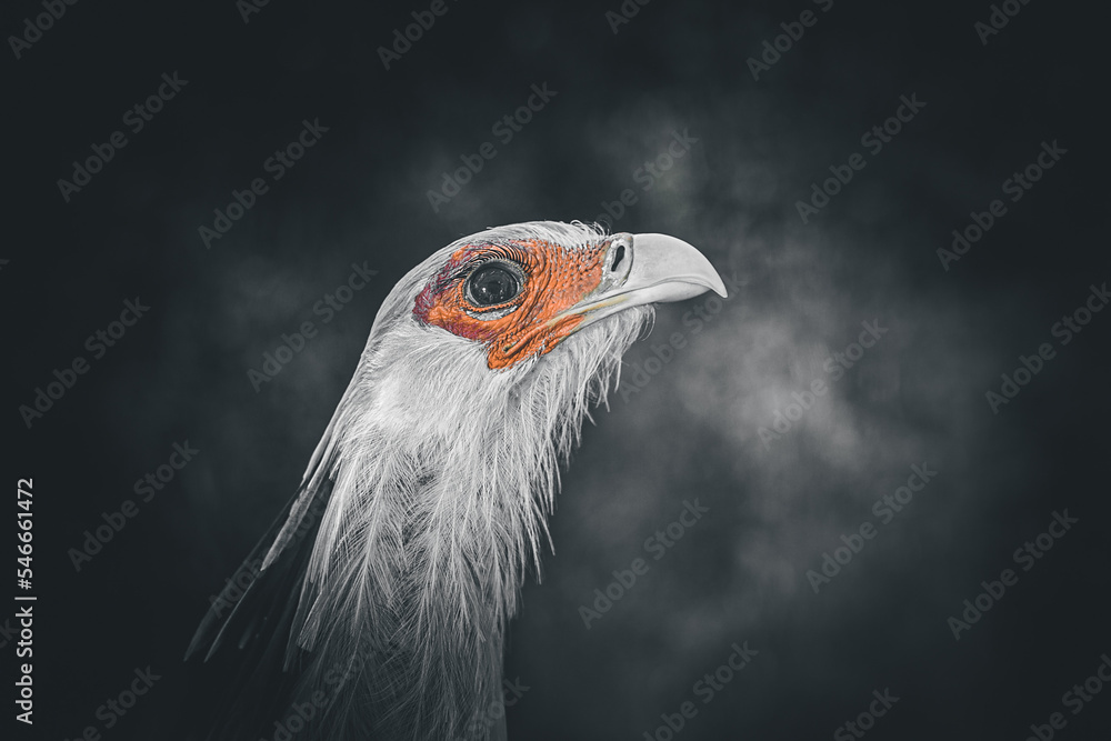 Beautiful secretary bird from Africa with large curved beak. Portrait