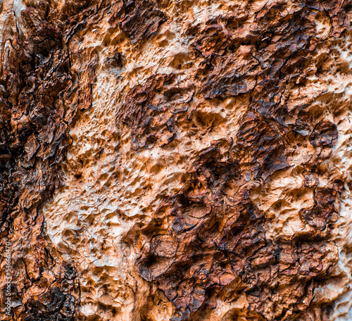 Wooden background. Tree bark close-up. Texture