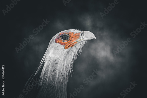 Beautiful secretary bird from Africa with large curved beak. Portrait of the fascinating bird, a large predatory bird that mostly stays on the ground.