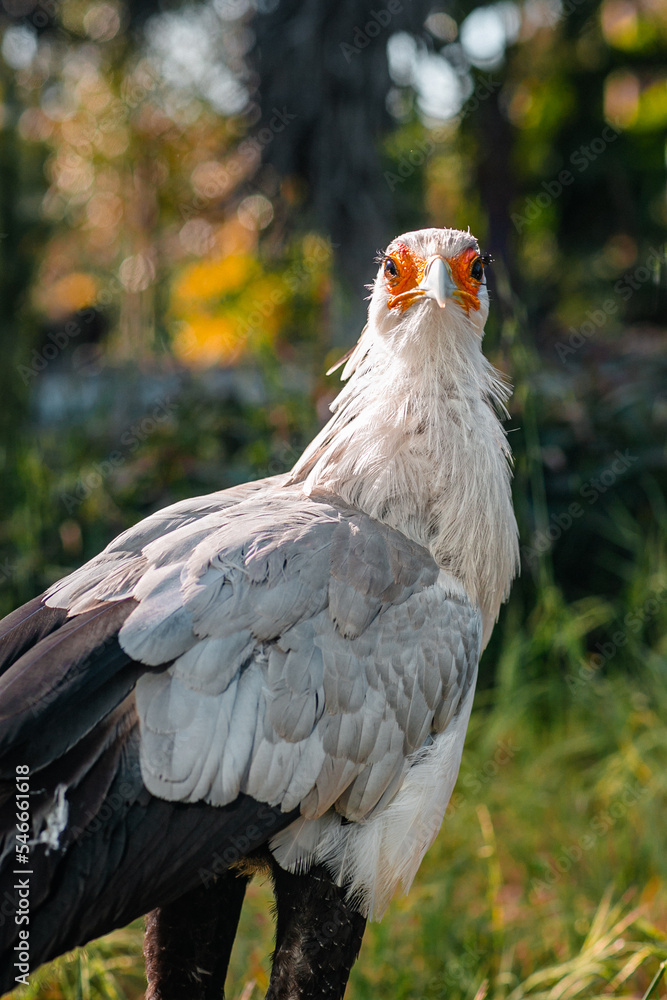 Beautiful secretary bird from Africa with large curved beak. Portrait