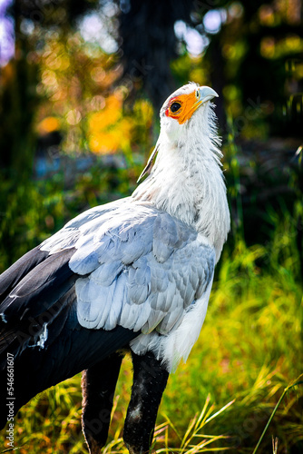 Beautiful secretary bird from Africa with large curved beak. Portrait of the fascinating bird, a large predatory bird that mostly stays on the ground.