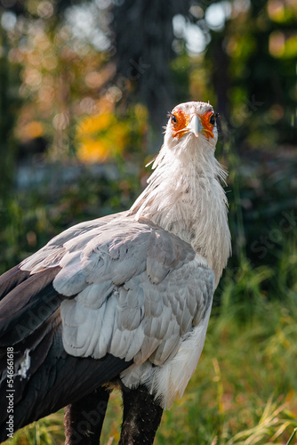 Beautiful secretary bird from Africa with large curved beak. Portrait of the fascinating bird, a large predatory bird that mostly stays on the ground.