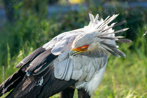 Beautiful secretary bird from Africa with large curved beak. Portrait of the fascinating bird, a large predatory bird that mostly stays on the ground.