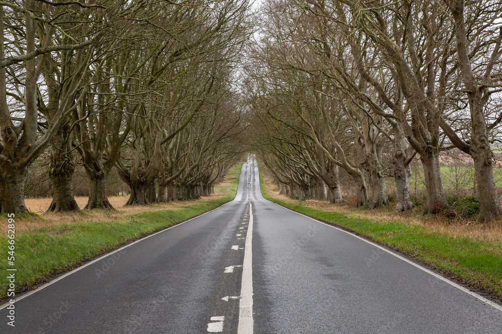 Fototapeta premium Straight climing road with Birch trees either side, tarmac road with white lines grass banks each side