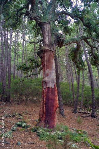 Big tree in a cork oak forest