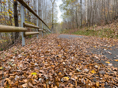 Road in autumn landscape. Forest road leaves fall. Beautiful background, wallpaper.