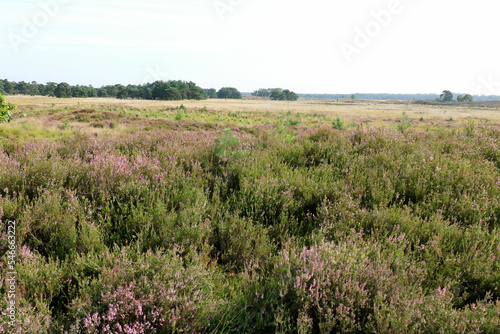 purple moor in the cross border park the Zoom and Kalmthout heath in Belgium, the Netherlands