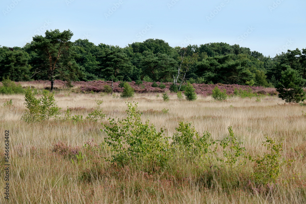 view in the cross border park the Zoom and Kalmthout heath in Belgium, the Netherlands view in the cross border park the Zoom and Kalmthout heath in Belgium, the Netherlands