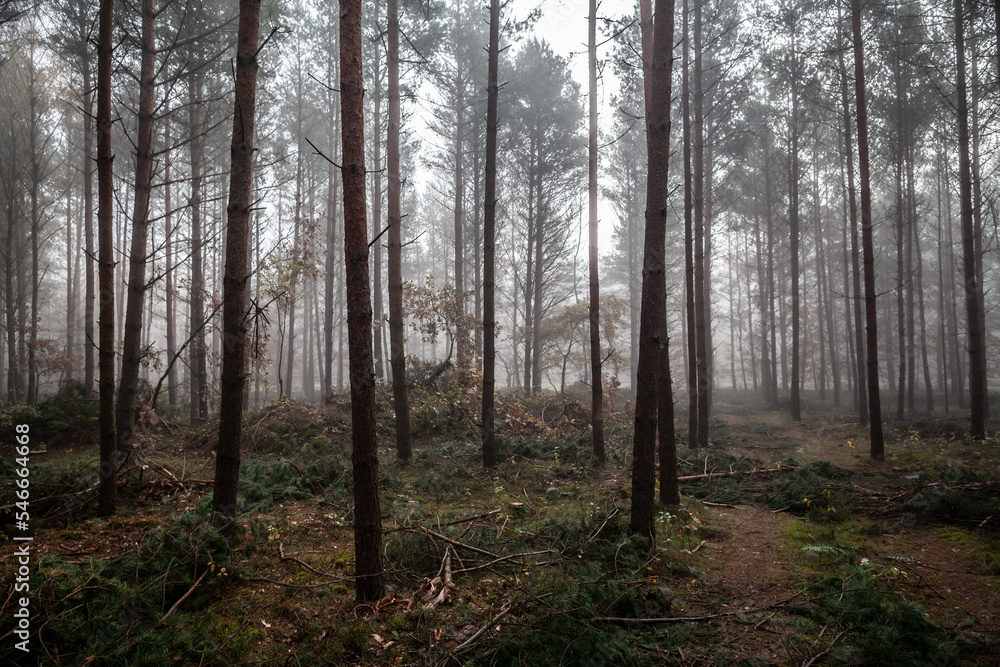 Misty pine forest landscape