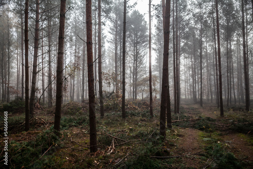 Obraz na płótnie Misty pine forest landscape w salonie
