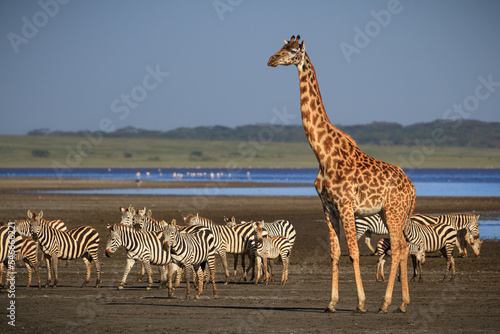 Photography Giraffe and Zebras at lake Ndutu