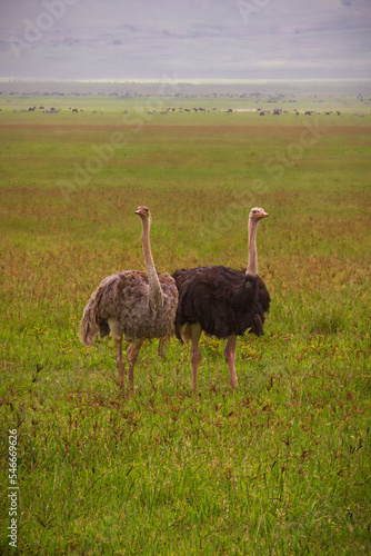 Ostrich Pair, Serengeti, Tanzania