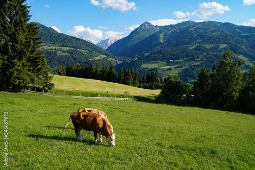 cows grazing on the lush green alpine valley surrounded by the Austrian Alps of the Schladming-Dachstein region (Styria or Steiermark, Schladming, Austria)