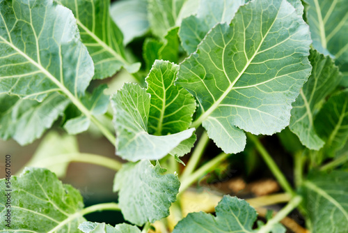 Collard greens growing outdoors in an herb Garden photo