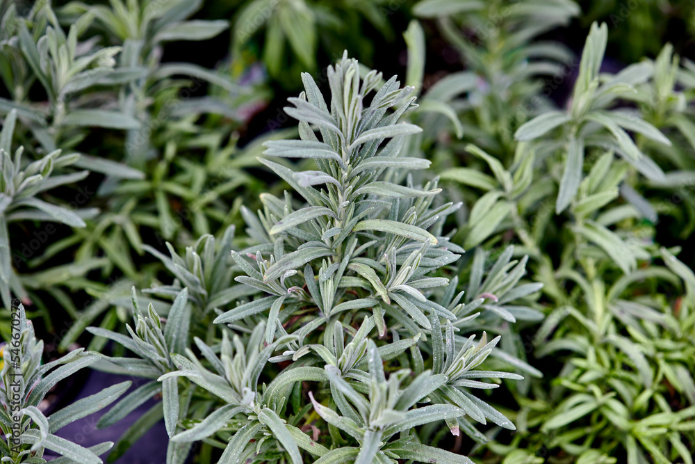 Lavender growing outdoors in an herb Garden Lavender growing outdoors in an herb Garden