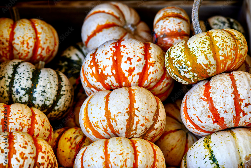 Farm Fresh Organic Pumpkins stacked together Farm Fresh Organic Pumpkins stacked together