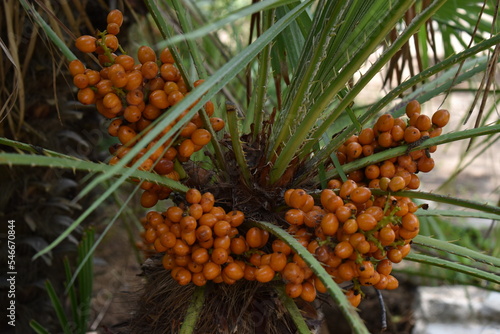 cones in the forest