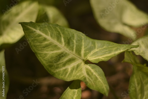 close up of leaves