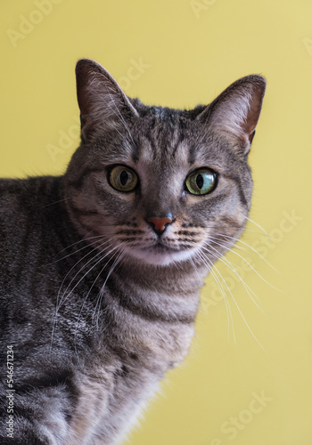 portrait of a cat © raquel