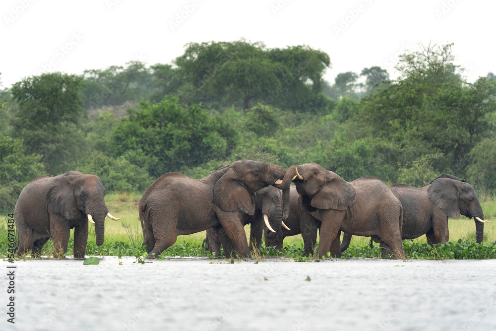 Fototapeta premium African Elephants in the Murchison Falls National Park. Elephants in the Victoria Nile delta.African safari.