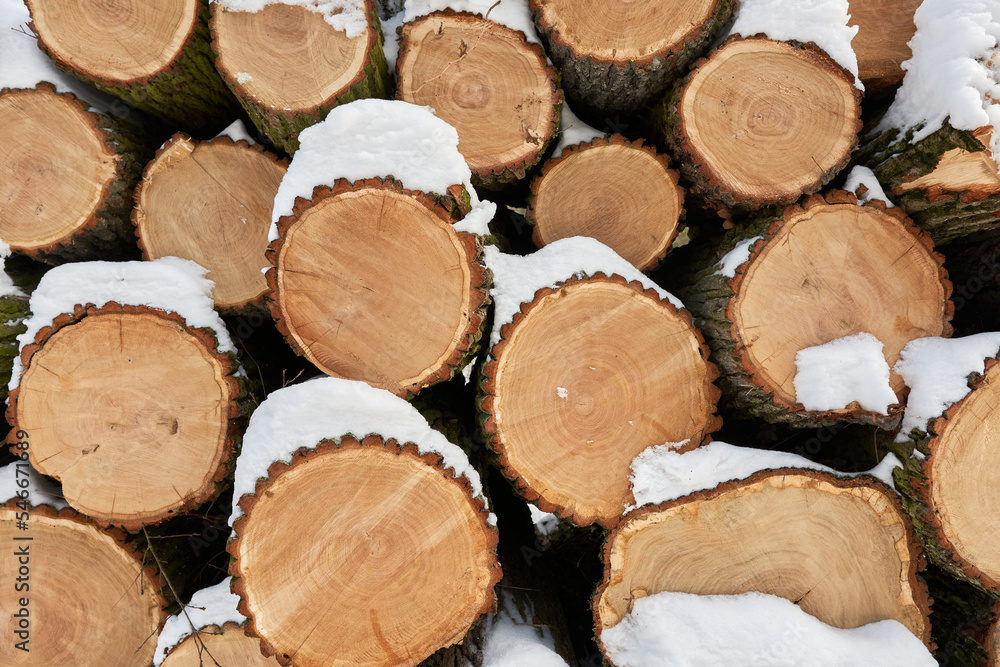 Fototapeta premium stack of wood covered in snow