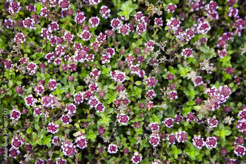 Thyme sprigs with flowers texture background, top view. Fresh thyme herb closeup
