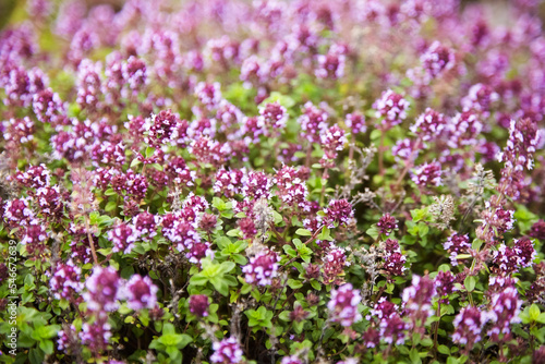 Thyme herb with flowers, blurred background. Fresh thyme sprigs closeup, aromatic herbs