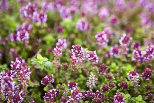 Thyme herb with flowers  blurred background. Fresh thyme sprigs closeup  aromatic herbs
