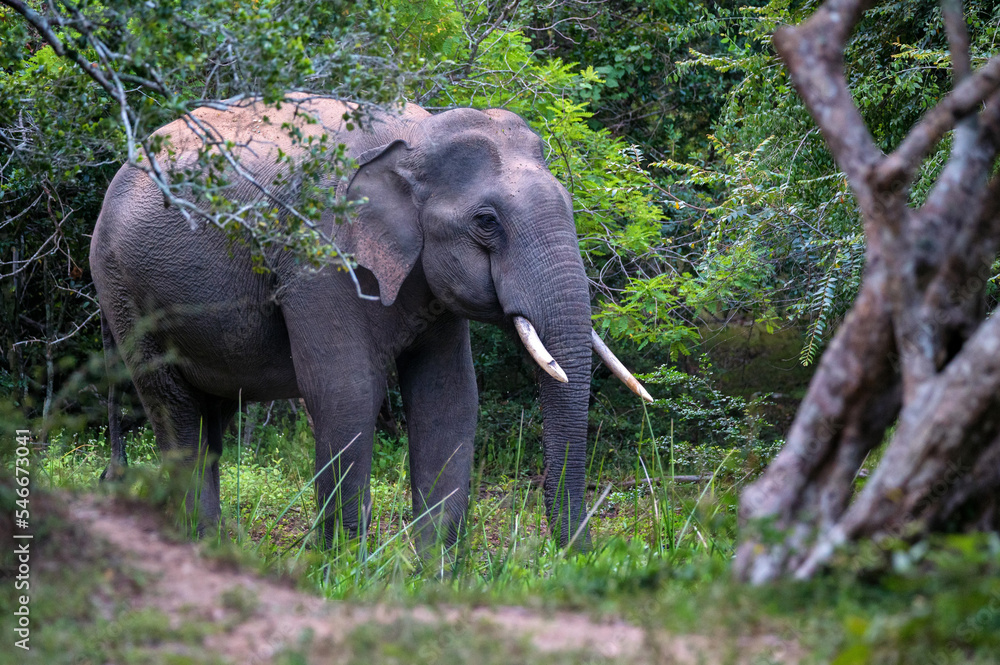 Asian tusker elephant or elephas maximus in wild jungle