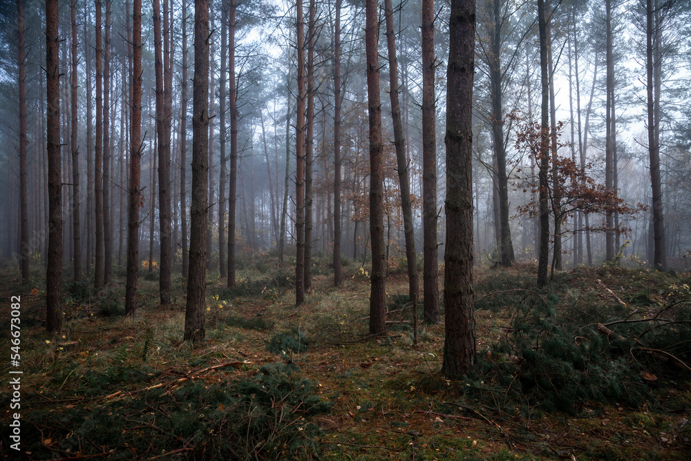 Morning in the forest