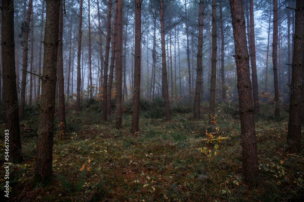 Misty forest