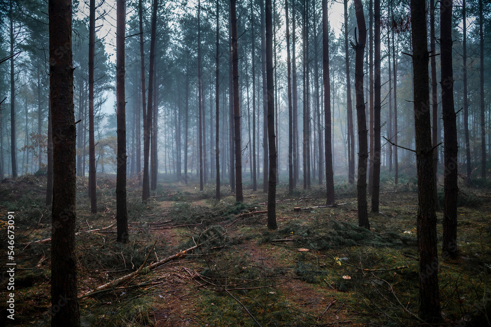 Road through the misty forest