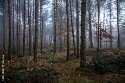 Morning in the forest © Przemysław Głowik