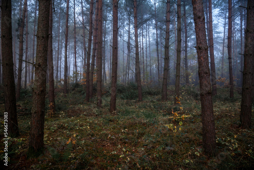 Obraz na płótnie Misty forest w salonie