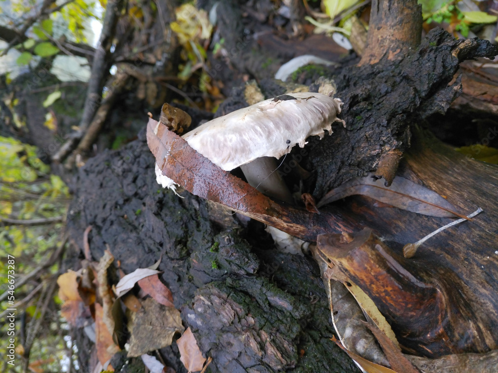 Naklejka premium a beautiful mushroom with a large white cap grew out of a fallen tree trunk. damp weather and autumn time for picking mushrooms in the forest. dangerous poisonous mushrooms
