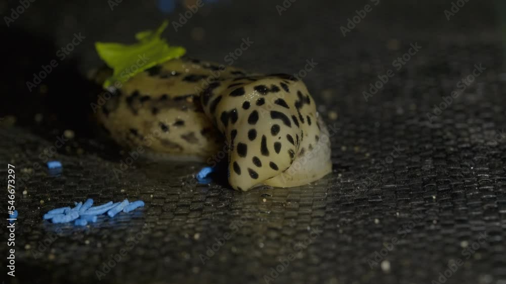 Slug eating a blue poison in the garden at night and feeling bad intoxication Slug eating a blue poison in the garden at night and feeling bad intoxication